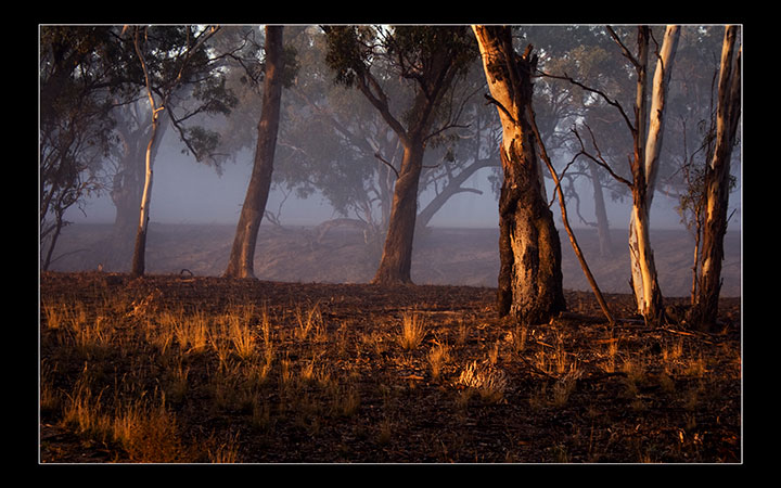 A Foggy Morning