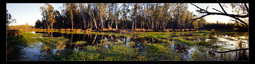 Barmah Forest