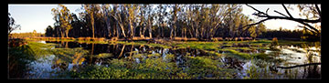 Barmah Forest Panorama