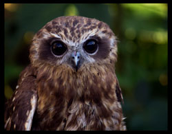 Boobook Owl