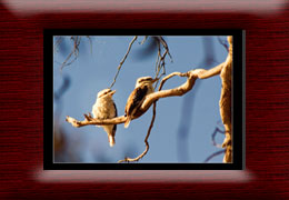 Birds
