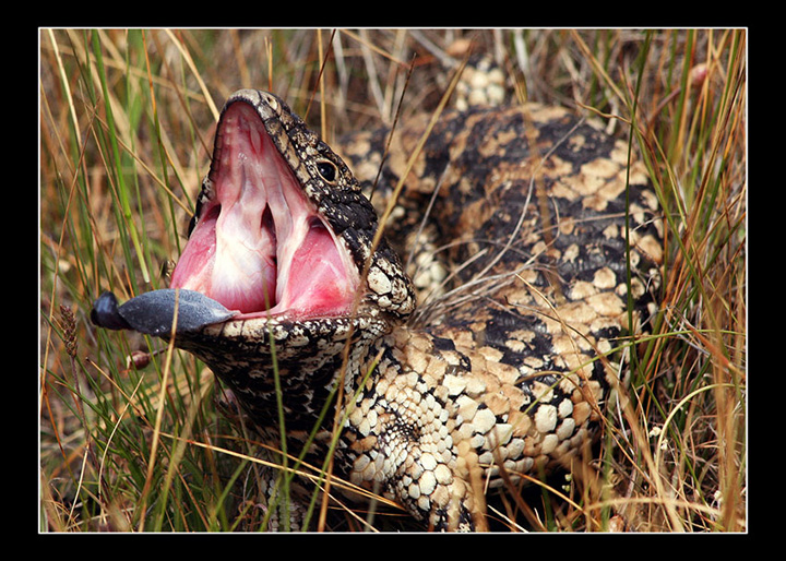 blue Tongue Lizard