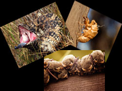 Calendar Images