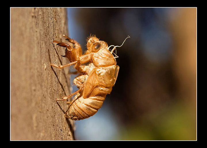 Cicada Shell