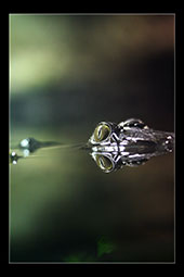 Croc Eyes