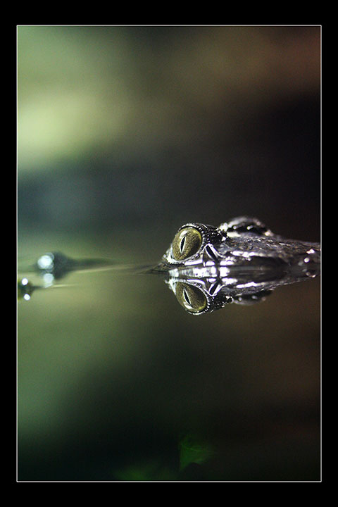 Crocodile Eyes