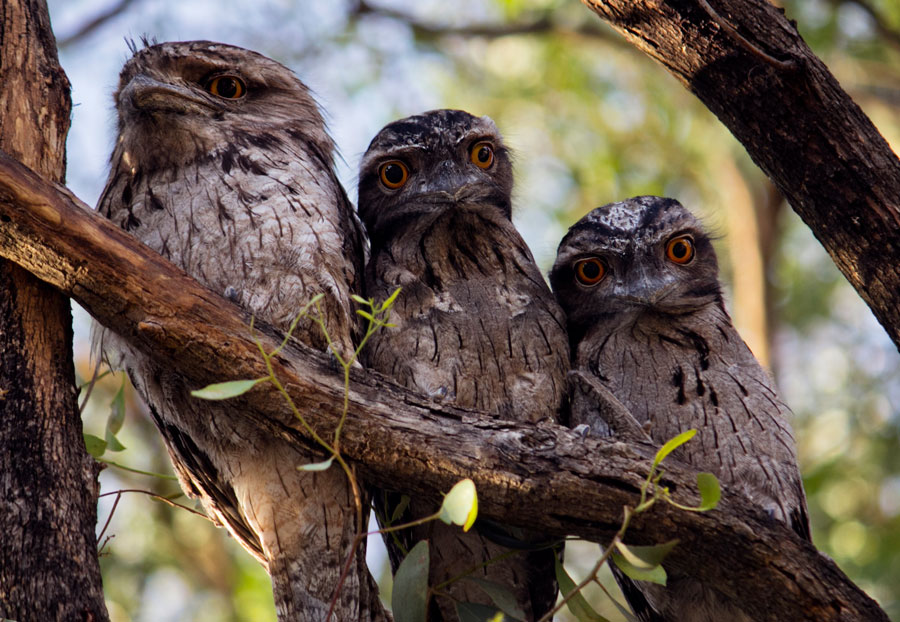 Frogmouth Mum & Chicks