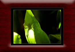 Insects