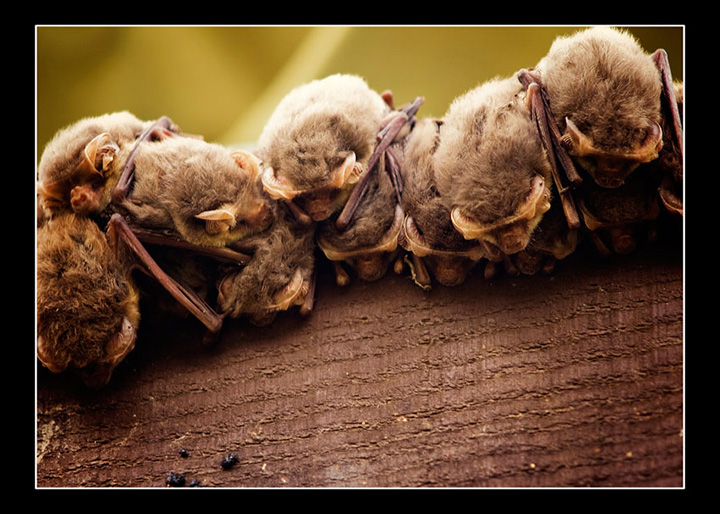 Micro Bats