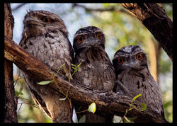 Frogmouth Mum and Chicks