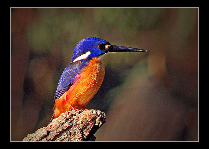 Azure Kingfisher